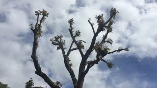 Indian bean tree  heavily pollarded tree  May 2019 [upl. by Joletta296]