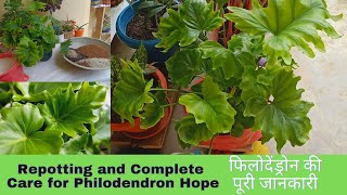 Repotting and Complete Care Tips for Philodendron Selloum Little HopeSoilSunlightWaterFertilizer [upl. by Tabib]