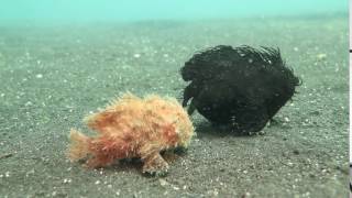 Two hairy frogfish walking around Две волосатые рыбылягушки гуляют [upl. by Siol]