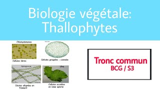 Introduction thallophytes [upl. by Wun]