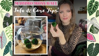 Marimo Moss Ball Houseplant Info amp Care 💚🌿 [upl. by Nahaj356]