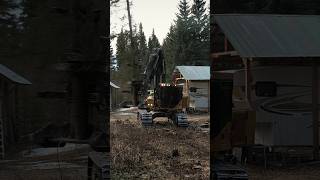 Tree Faller Caught in the Wild heavyequipment machinery work logging tigercat [upl. by Nogras]