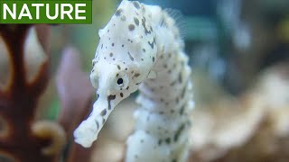 A rare and endangered Whites seahorse spotted [upl. by Viole943]