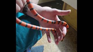 terrarium et manipulation LAMPROPELTIS TRIANGULUM HYPO TANGERINE [upl. by Carilyn]