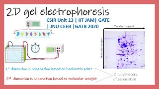 2D gel electrophoresis GATB2020  CSIR NET  IIT JAM  GATE [upl. by Naamana]