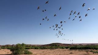 Namaqua Sandgrouse Pterocles namaqua huge flock [upl. by Cosette388]