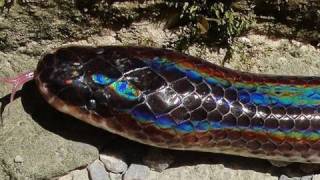 Sunbeam Snake a Rainbow Snake with Rainbow Colors 🇹🇭Thailand VLOG  ThaiPulseCom [upl. by Monjo357]