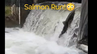 Salmon Run  Salmon Jumping Upstream 😳 nature salmonrun fishing livestream [upl. by Fee]