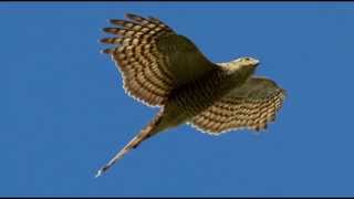 Sparrowhawk Bird Call Bird Song [upl. by Sheepshanks]