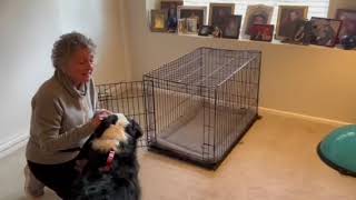 Crate Training Tips for Dogs amp Puppies  Andersen’s Pet Shop Montrose CA [upl. by Weiner]