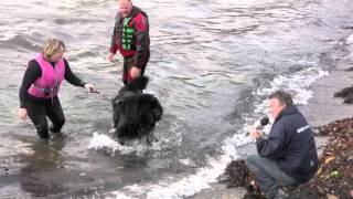 Newfoundland Dog Rescue Demonstration [upl. by Dahl]