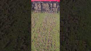 Aerator Coring with hollow tinesautomobile gardentool golfgrass foryou khan [upl. by Eronel]