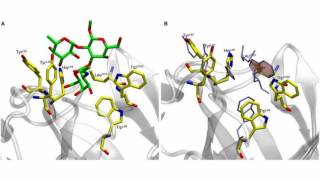 Difference Between Antigen and Antibody [upl. by Melisse]