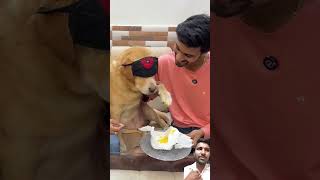 fake poop prank on leo leodog shorts dog comedy funny doglover gymdog superdog [upl. by Halford]