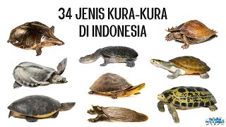 34 Jenis Kurakura di Indonesia [upl. by Kerr]