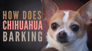 Chihuahua Barking Dog Bark Sounds Little Chihuahua Barking at a Cat [upl. by Sigismund]