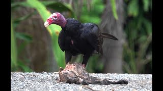 Aura Tiñosa  Turkey Vulture Cathartes aura [upl. by Abbotsen]