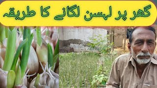 How to grow lahsun in home  گھر پر لہسن لگانے کا طریقہ  Groth of garlic plant  Murad Ali Rehmani [upl. by Irbmac]