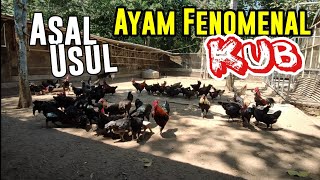 Asal Usul Ayam KUB  Ayam Kampung Fenomenal Asli Indonesia [upl. by Yelehsa886]