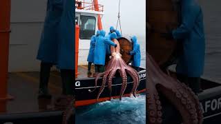 Catching a Giant Octopus Rescue on a Foggy Sea [upl. by Colby]