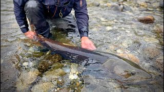 River Wolf Mongolian Taimen [upl. by Abih]