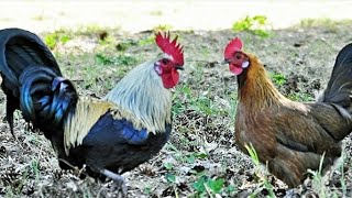 Comment doit être un elevage de poulet local et ou amélioré [upl. by Oicnedurp]