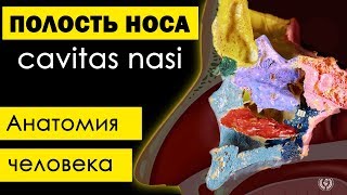 Полость носа cavitas nasalis 💀  Анатомия человека субтитры латынь✅ [upl. by Stoeber]