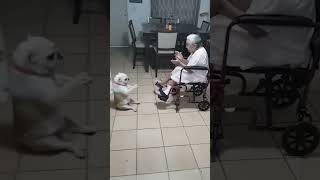 Cachorro cantando [upl. by Bernj]