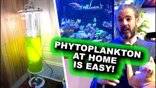 Phytoplankton at Home Is EASY [upl. by Anegue482]