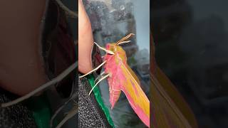 PINK Moth 🥰pinkmoth elephanthawkmoth moths [upl. by Reviel998]