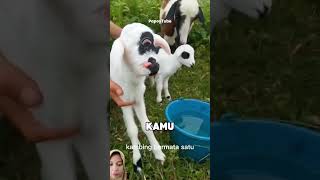 Kambing bermata satu ‼️ shortvideo faktaunik [upl. by Solracsiul]