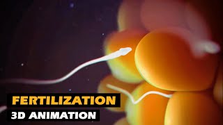 Fertilization  Conception Explained  3D Animation [upl. by Demahum]