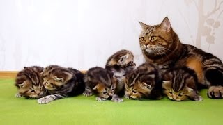 3 week old kittens learns how to walk 5 min Bonus video  Cutest Cat Moments [upl. by Aicekan]