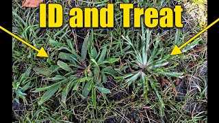 Crabgrass and Goosegrass in Lawn ID and Treat [upl. by Aihsek]