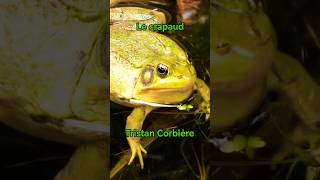 Le crapaud  Tristan Corbière [upl. by Rhyner]