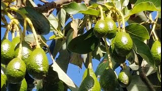 COMO ANILLAR TU AGUACATE PARA QUE DE FRUTOS Y EN ABUNDANCIA [upl. by Laven496]