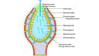 Canal System in Sponges Ascon Type and Sycon Type [upl. by Ynnub870]