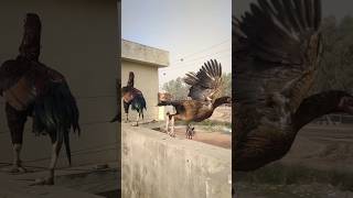 Aseel Murgi ne Eagle ki trah jump kar diya aseelmurga shorts eagles pets shortvideos birds [upl. by Ravi770]