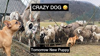 My Frenchie Is a SHEEPDOG  New Puppy Tomorrow [upl. by Doro]