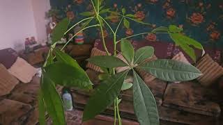 How to Grow And Care Money Tree Pachira equatica plant very beautiful indoor plant [upl. by Yrem890]