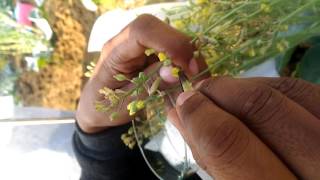 Bud pollination procedure in cauliflower By Pawan sahu MScOlericulture [upl. by Annitsirhc392]