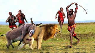 Their sons pet was stolen  Angry Maasai tribe attacked the lion king to avenge his son [upl. by Obellia]