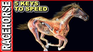 5 Keys To Race Horse Speed [upl. by Onibag916]