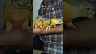 Fully team conures Birds available at low cost trendingshorts birds viralshort [upl. by Hluchy]