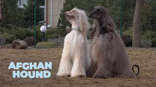 Afghan Hound Dog Breed Information 101 [upl. by Swen]