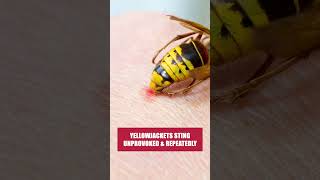 A Quick Guide to Getting Rid of Yellowjackets DIY Pest Control [upl. by Gwennie]