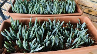 GROWING BLUE CHALK  SENECIO SERPENS  PROPAGATION AND CARE GUIDE [upl. by Auka]