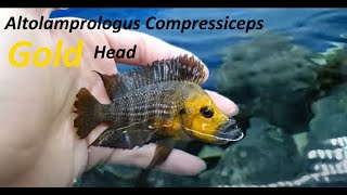 Altolamprologus Compressiceps Gold Head [upl. by Averir976]