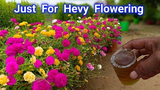 Add it in Portulaca Plant To Get Lots of Flowers  Portulaca Plant Grow and Care Tips Fertilizer [upl. by Ammadis]