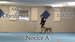 AKC Novice A Obedience 1st Q 180 Points 2nd  Jersey the Vizsla [upl. by Werd480]